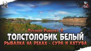 Толстолобик Белый. Рыбалка на Суре и Ахтубе. Русская Рыбалка 4 [Стрим]