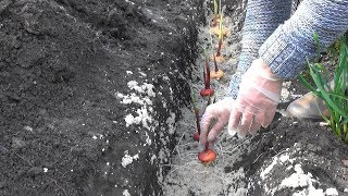 Высаживаем проросшие гладиолусы.