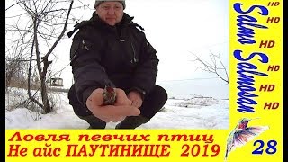 Ловля певчих птиц на паутинку - Не айс ПАУТИНИЩЕ  2019 - 28 ч