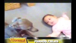 Perros fieles: historias de mascotas que nunca abandonaron a sus dueños