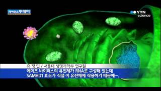 에이즈 백신 나오나?...'열쇠' 찾았다 / YTN 사이언스
