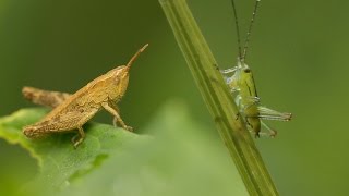 Прямокрылые Беларуси. Кузнечики и кобылки