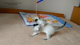 Как тайский котёнок Леопольд играл с дразнилкой! Тайские кошки   это чудо! Funny Cats