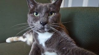 Смешные кошки и котята. Самое смешное видео про кошек!