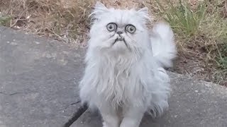 Грустный кот