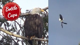 Texada Island - Eagles Fight To The Death