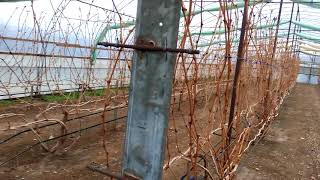 Виноград открытый грунт и в теплице.