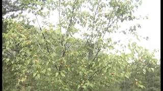 Абрикос гибрид