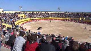 les jeux camarguais, avec la vachette dans l'arène