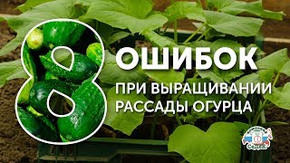 8 ОШИБОК ПРИ ВЫРАЩИВАНИИ РАССАДЫ ОГУРЦОВ
