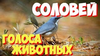 Голоса птиц и звуки животных. Звуки природы слушать онлайн СОЛОВЕЙ