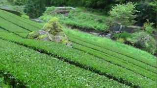 Beautiful high mountain Japan green tea farm - softypapa adventures