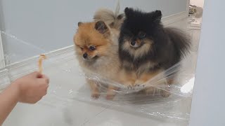 투명벽을 찢어먹는 강아지 (포메라니안 버전) | invisible wall dog challenge (ver pomeranian)