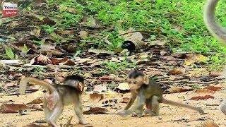 Oh good job What Peter & Sean beautiful babies monkey talk to each other? Youlike Monkey