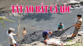 Tát Cạn Ao Cá Lóc Bắt Cá Cạn Được Gần Nửa Tấn Cá, Snakedhead Farming, Mô Hình Chăn Nuôi, HQV