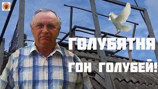 ГОЛУБЯТНЯ ГОН ГОЛУБЕЙ!