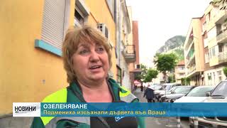 RM TV: Подмениха изсъхнали дървета във Враца