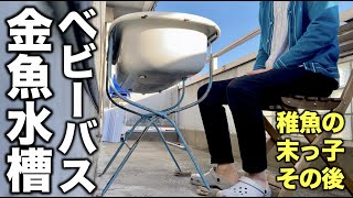 ベビーバス金魚水槽 稚魚の末っ子その後