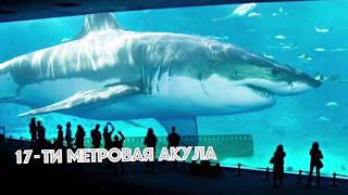 10 МЕГАЛОДОНОВ СНЯТЫХ НА КАМЕРУ!!! НАПАДЕНИЯ МЕГАЛОДОНА.