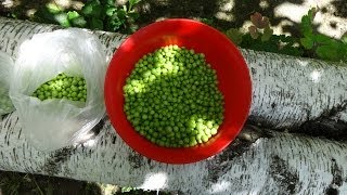 Как сохранить горох зеленый заготовка на зиму для салатов