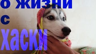 О жизни с хаски, впечатления за 4 месяца