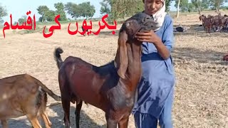 Goat Farm in Pakistan/Village Goat Farming in Punjab/Mix Goat Farming/Type of Goats in Punjab