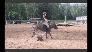 donkey jumping (прыгающий ослик)