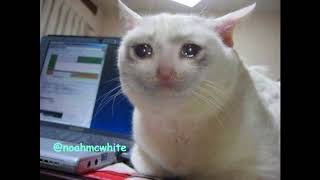 Sad Cat Edit