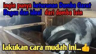 Domba Garut Bagus dan Ideal dari Keturunan Domba Garut Lain bisa di miliki dengan mencoba Cara Ini.