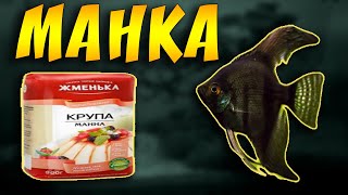 Корм для рыбок манная каша! Приготовление и кормление рыбок манной кашей! Корм для рыб своими руками