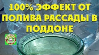 100% эффект от полива рассады в поддоне