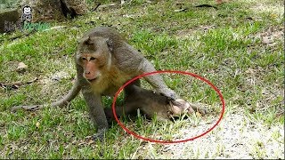 Why big monkey do like this on small monkey Sweetpea