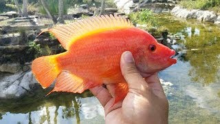 I FISHED for my POND PETS!