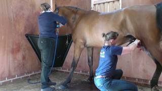 Arab Stallion Farouk is castrated.  WARNING some graphic content