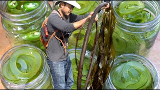 THE NEXT BIG SUSTAINABLE FOOD TREND | Must Try Kelp Pickles