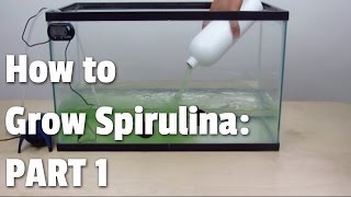 How to Grow Spirulina | Part 1