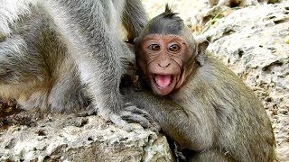 Best sound! Spoil monkey Timo request milk from old Mom Tima , but Mom not milk, Timo Supper Cry .
