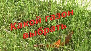 Какой газон выбрать? Различные виды газонных трав через полгода после посева
