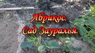 Абрикос.Сад Зауралья.