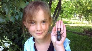 Жук олень (жук рогач) / lucanus cervus / stag beetle