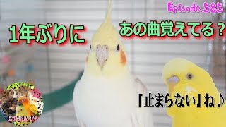 チュールCM曲【検証】あの曲を1年ぶりに聞いたら衝撃的な反応だった！オカメインコ・エマ585　Singing Cockatiel