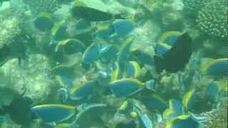 стая рыб-хирургов на Adaaran club Maldives