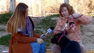 "Бойцовские" породы собак - разрешены ли собачьи бои в Казахстане?