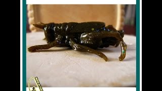 Жидкий силикон для изготовления силиконовых приманок,краски и блестки