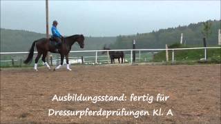 Verkaufspferd: Fürst Alfred v. Fürst Romancier / Donatelli