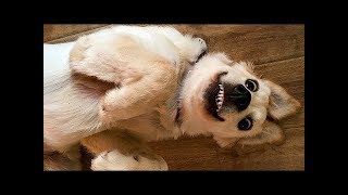 Я РЖАЛ ПОЛ ЧАСА / СМЕШНЫЕ ЖИВОТНЫЕ , КОТЫ СОБАКИ ЛУЧШИЕ ПРИКОЛЫ