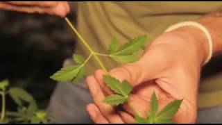 COFEPRIS otorga permisos para uso recreativo de marihuana