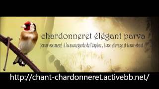 Chant Chardonneret du Maroc monté