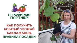 КАК ПОЛУЧИТЬ БОГАТЫЙ УРОЖАЙ БАКЛАЖАНОВ. ПРАВИЛА ПОСАДКИ