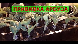 НОВЫЙ И ЛУЧШИЙ СПОСОБ ПРИВИВКИ АРБУЗА НА ТЫКВУ! #привилиарбуз
